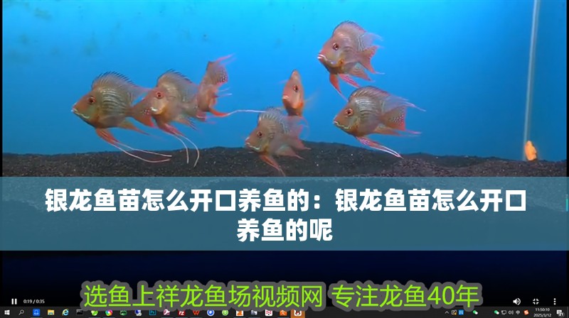 銀龍魚苗怎么開口養(yǎng)魚的：銀龍魚苗怎么開口養(yǎng)魚的呢