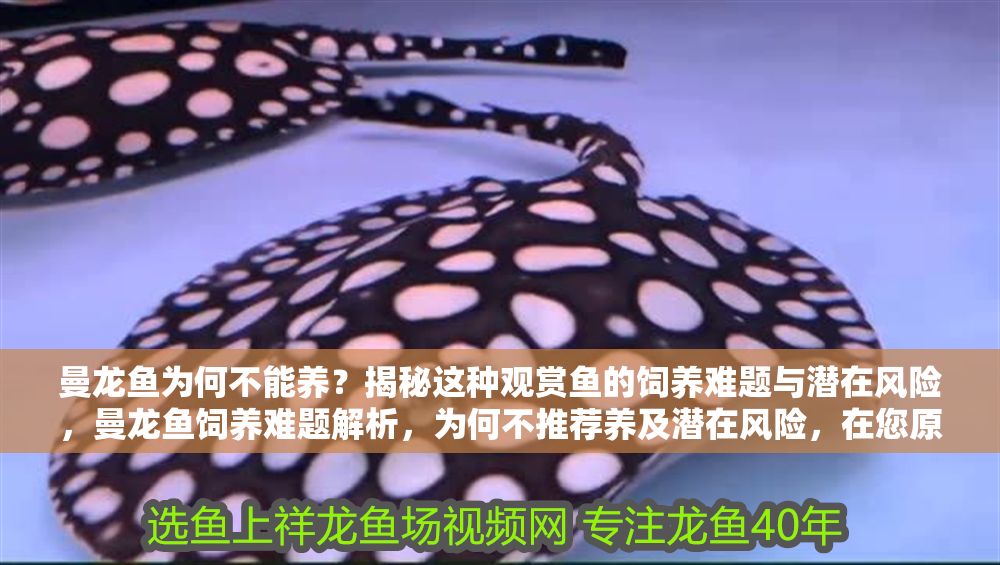 曼龍魚為何不能養?揭秘這種觀賞魚的飼養難題與潛在風險,曼龍魚飼養難題解析,為何不推薦養及潛在風險,在您原基礎上稍作優化,保持核心信息同時更簡潔明確。如需完全保留原標題風格,可直接使用您提供的標題。) 龍魚百科 第1張 曼龍魚為何不能養?揭秘這種觀賞魚的飼養難題與潛在風險,曼龍魚飼養難題解析,為何不推薦養及潛在風險,在您原基礎上稍作優化,保持核心信息同時更簡潔明確。如需完全保留原標題風格,可直接使用您提供的標題。) 曼龍魚為何不能養?揭秘這種觀賞魚的飼養難題與潛在風險,曼龍魚飼養難題解析,為何不推薦養及潛在風險,在您原基礎上稍作優化,保持核心信息同時更簡潔明確。如需完全保留原標題風格,可直接使用您提供的標題。) 龍魚百科 第1張