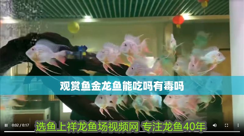 觀賞魚金龍魚能吃嗎有毒嗎