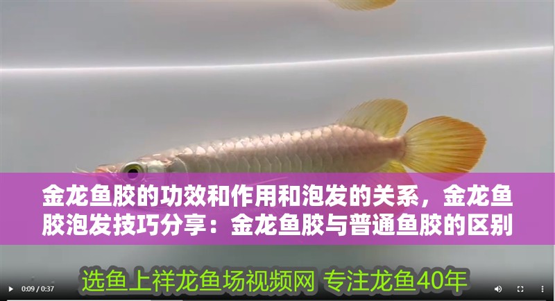 金龍魚(yú)膠的功效和作用和泡發(fā)的關(guān)系，金龍魚(yú)膠泡發(fā)技巧分享：金龍魚(yú)膠與普通魚(yú)膠的區(qū)別
