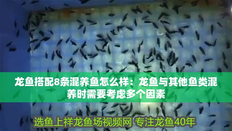 龍魚搭配8條混養魚怎么樣：龍魚與其他魚類混養時需要考慮多個因素 龍魚搭配8條混養魚怎么樣：龍魚與其他魚類混養時需要考慮多個因素 龍魚百科