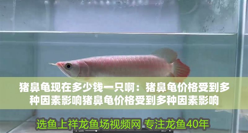豬鼻龜現(xiàn)在多少錢(qián)一只啊：豬鼻龜價(jià)格受到多種因素影響豬鼻龜價(jià)格受到多種因素影響