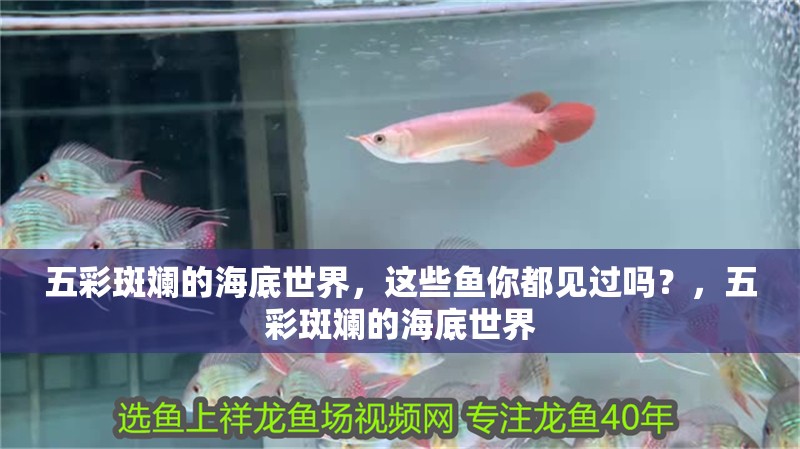 五彩斑斕的海底世界，這些魚你都見過嗎？，五彩斑斕的海底世界