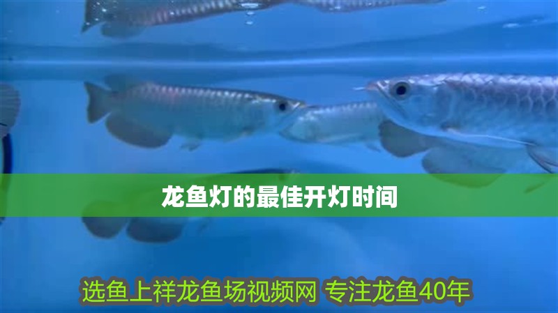 龍魚燈的最佳開燈時間 龍魚燈的最佳開燈時間 龍魚論壇