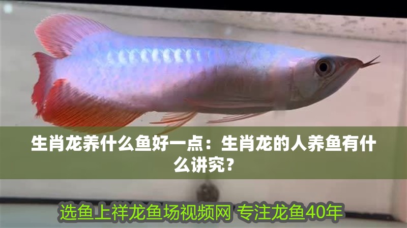 生肖龍養什么魚好一點：生肖龍的人養魚有什么講究？