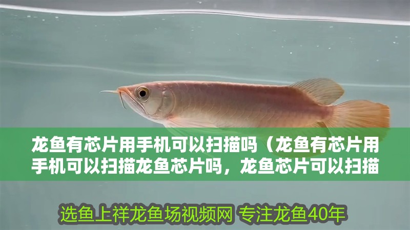 龍魚有芯片用手機可以掃描嗎（龍魚有芯片用手機可以掃描龍魚芯片嗎，龍魚芯片可以掃描嗎）