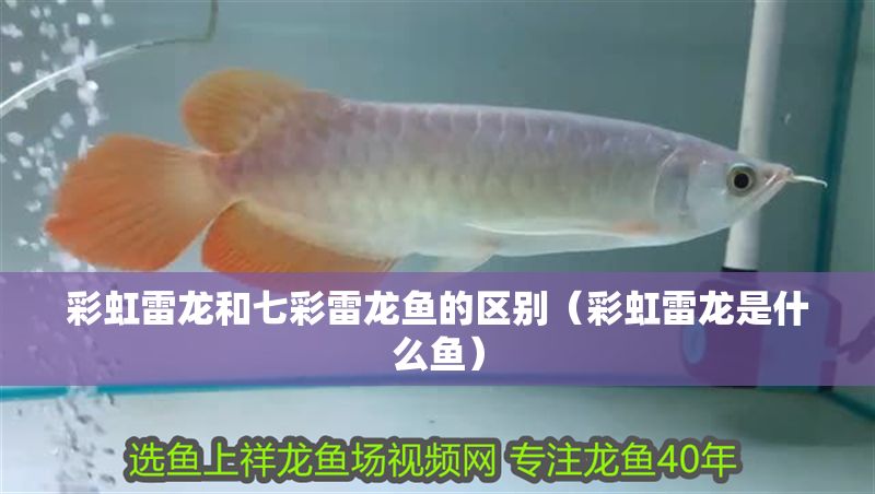 彩虹雷龍和七彩雷龍魚的區別（彩虹雷龍是什么魚） 彩虹雷龍和七彩雷龍魚的區別（彩虹雷龍是什么魚） 元寶鳳凰魚百科 第1張