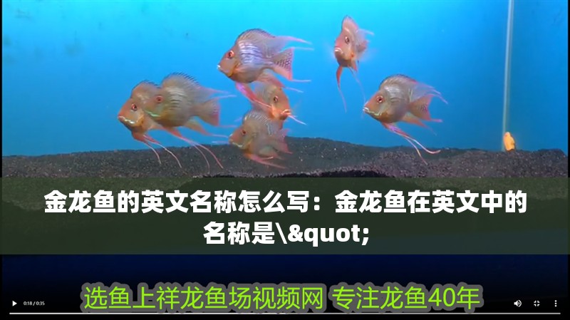 金龍魚的英文名稱怎么寫：金龍魚在英文中的名稱是\"