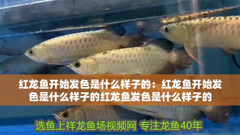 紅龍魚開始發(fā)色是什么樣子的：紅龍魚開始發(fā)色是什么樣子的紅龍魚發(fā)色是什么樣子的