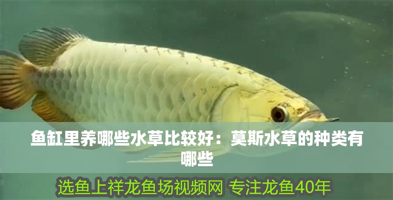魚缸里養哪些水草比較好：莫斯水草的種類有哪些 魚缸里養哪些水草比較好：莫斯水草的種類有哪些 魚缸百科