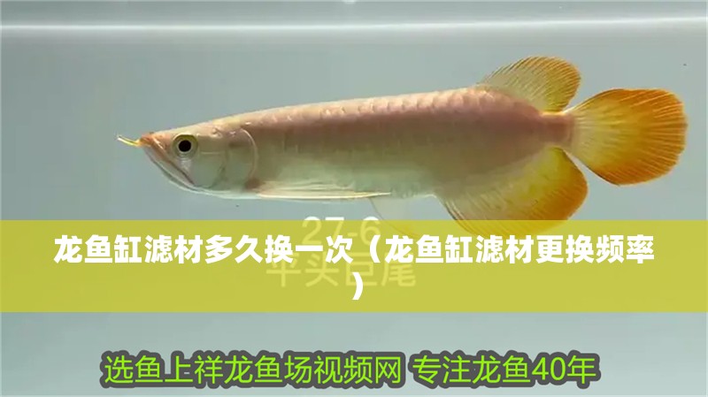 龍魚缸濾材多久換一次（龍魚缸濾材更換頻率） 龍魚缸濾材多久換一次（龍魚缸濾材更換頻率） 龍魚百科