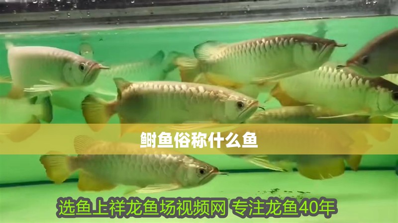 鰣魚俗稱什么魚 鰣魚俗稱什么魚 龍魚論壇