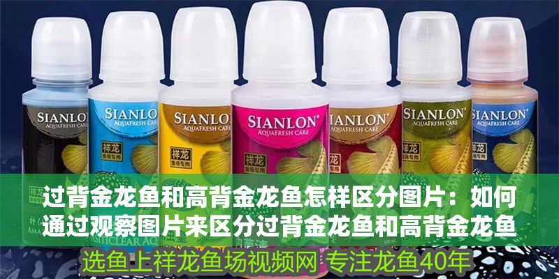 過背金龍魚和高背金龍魚怎樣區分圖片：如何通過觀察圖片來區分過背金龍魚和高背金龍魚