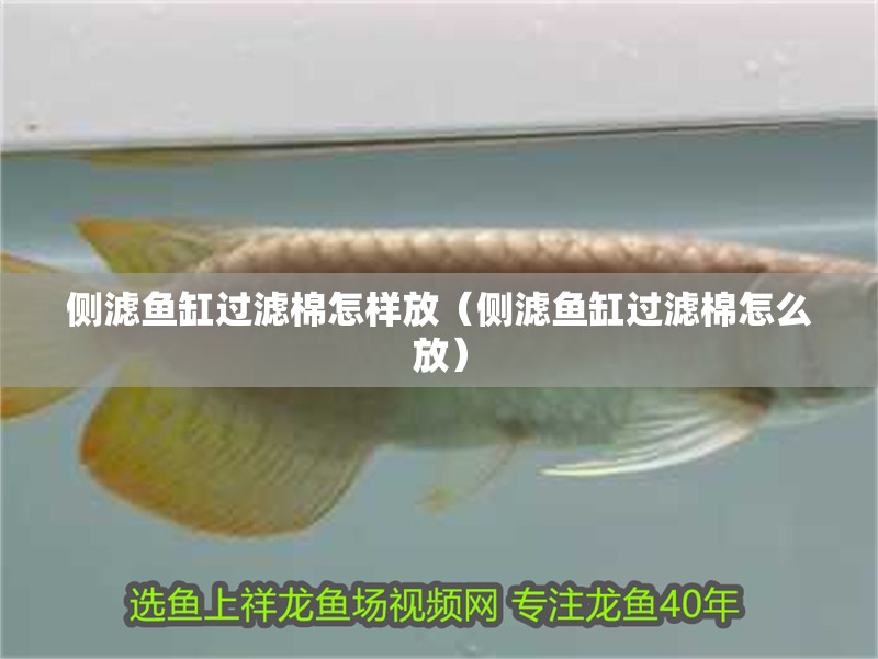 側(cè)濾魚(yú)缸過(guò)濾棉怎樣放（側(cè)濾魚(yú)缸過(guò)濾棉怎么放）