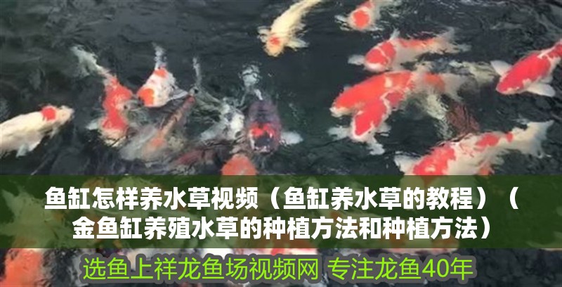 魚(yú)缸怎樣養(yǎng)水草視頻（魚(yú)缸養(yǎng)水草的教程）（金魚(yú)缸養(yǎng)殖水草的種植方法和種植方法）