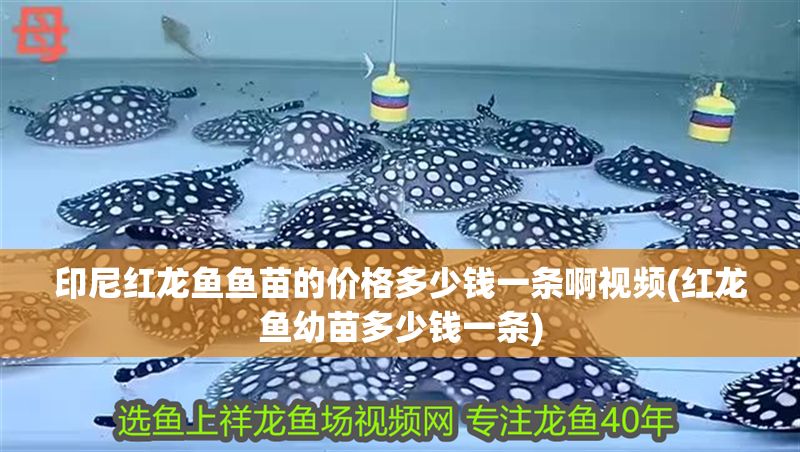 印尼紅龍魚魚苗的價格多少錢一條啊視頻(紅龍魚幼苗多少錢一條)