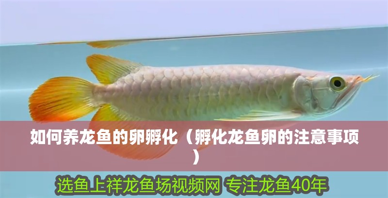 如何養龍魚的卵孵化（孵化龍魚卵的注意事項）