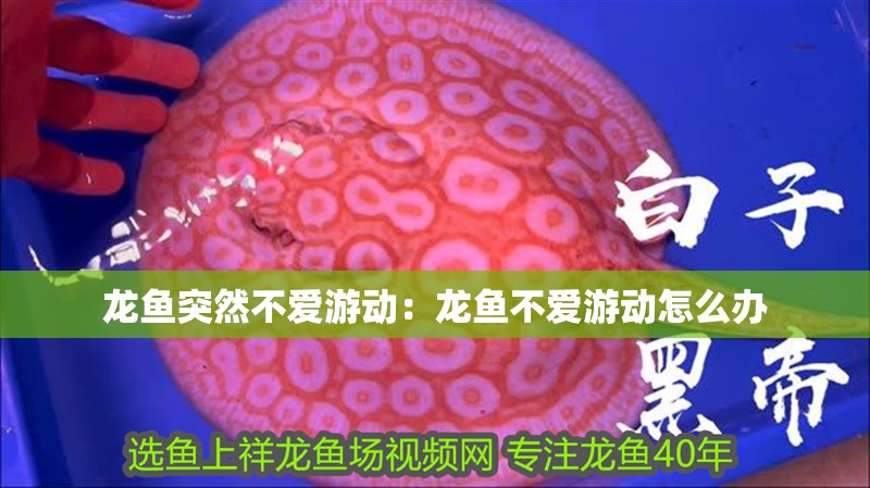 龍魚突然不愛游動：龍魚不愛游動怎么辦