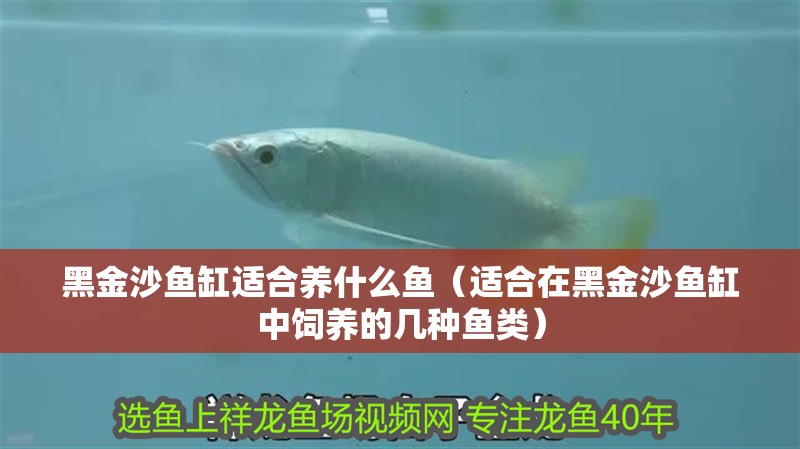 黑金沙魚缸適合養什么魚（適合在黑金沙魚缸中飼養的幾種魚類） 黑金沙魚缸適合養什么魚（適合在黑金沙魚缸中飼養的幾種魚類） 魚缸百科