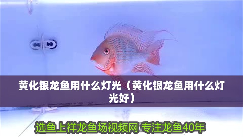 黃化銀龍魚用什么燈光（黃化銀龍魚用什么燈光好）
