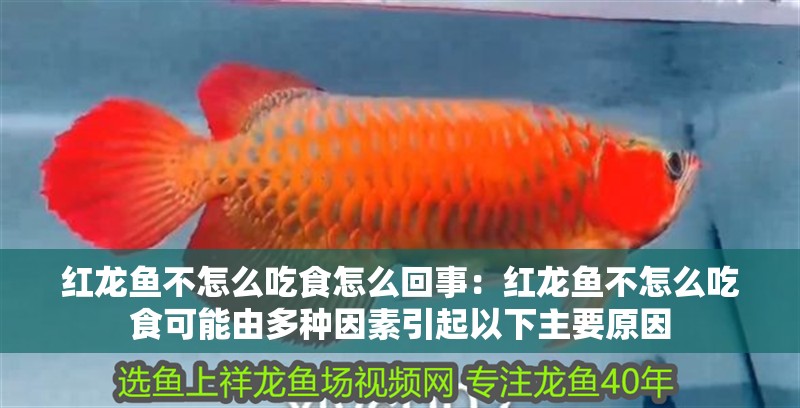 紅龍魚(yú)不怎么吃食怎么回事：紅龍魚(yú)不怎么吃食可能由多種因素引起以下主要原因
