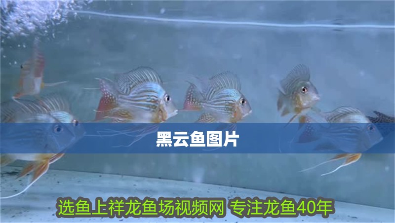 黑云魚圖片