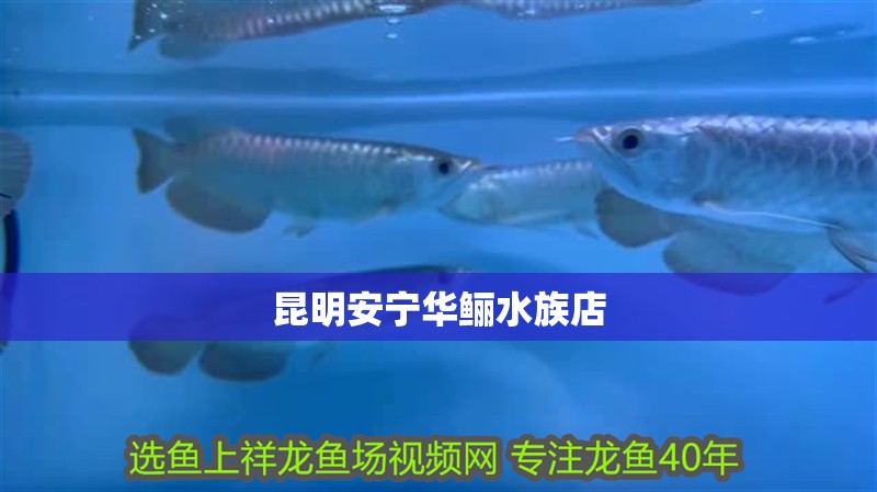 昆明安寧華鱺水族店