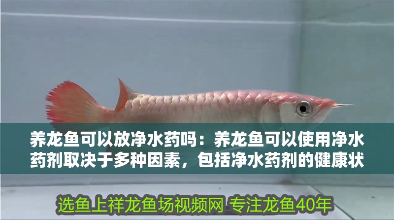養龍魚可以放凈水藥嗎：養龍魚可以使用凈水藥劑取決于多種因素，包括凈水藥劑的健康狀況