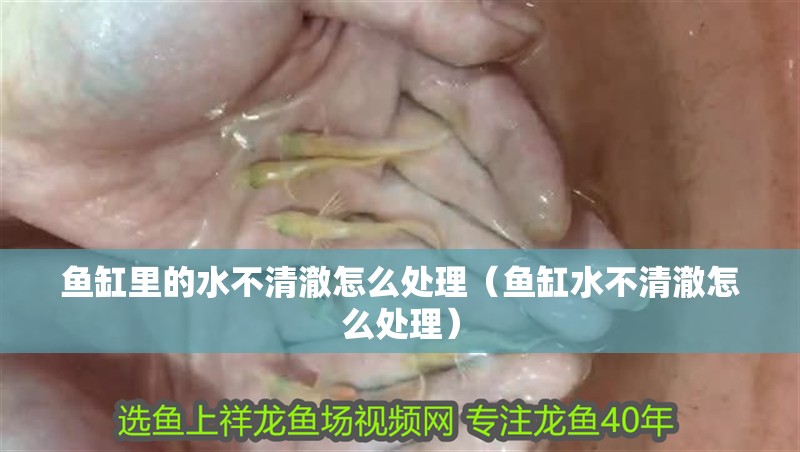 魚缸里的水不清澈怎么處理（魚缸水不清澈怎么處理） 魚缸里的水不清澈怎么處理（魚缸水不清澈怎么處理） 魚缸百科