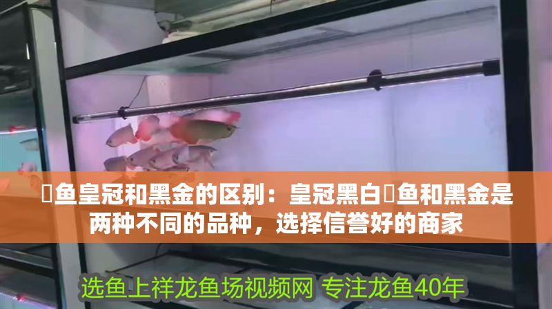 魟魚皇冠和黑金的區別：皇冠黑白魟魚和黑金是兩種不同的品種，選擇信譽好的商家