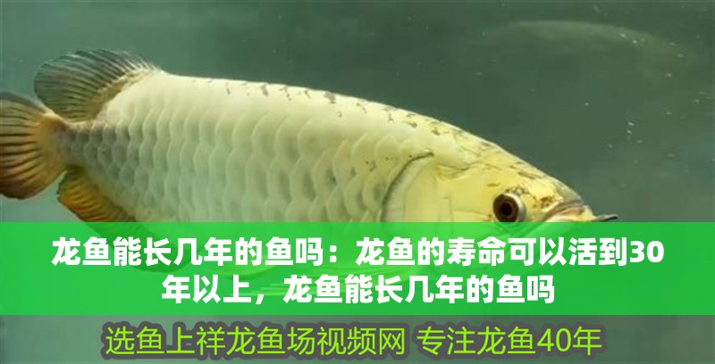 龍魚能長幾年的魚嗎：龍魚的壽命可以活到30年以上，龍魚能長幾年的魚嗎