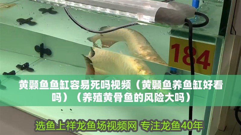 黃顙魚魚缸容易死嗎視頻（黃顙魚養魚缸好看嗎）（養殖黃骨魚的風險大嗎）