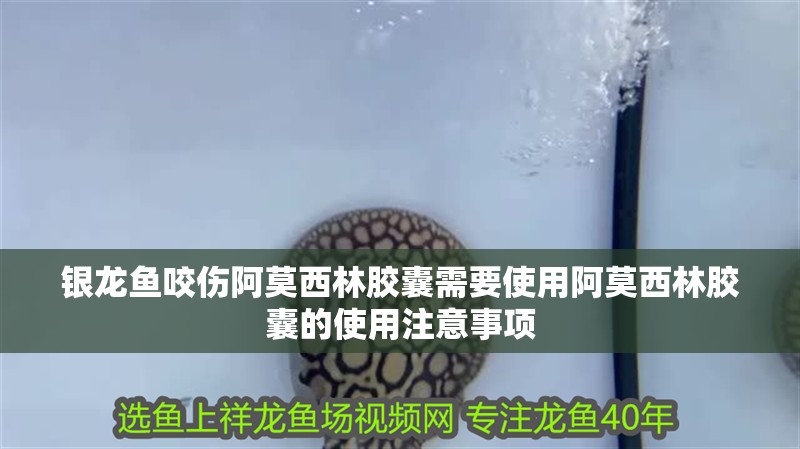 銀龍魚咬傷阿莫西林膠囊需要使用阿莫西林膠囊的使用注意事項