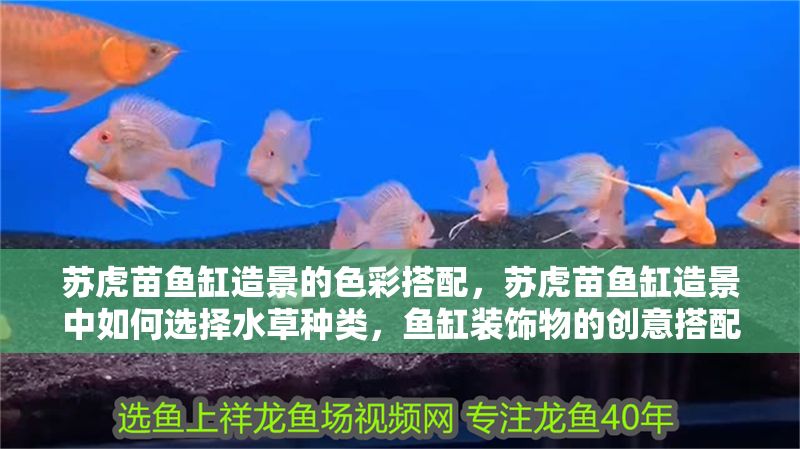 蘇虎苗魚缸造景的色彩搭配，蘇虎苗魚缸造景中如何選擇水草種類，魚缸裝飾物的創意搭配