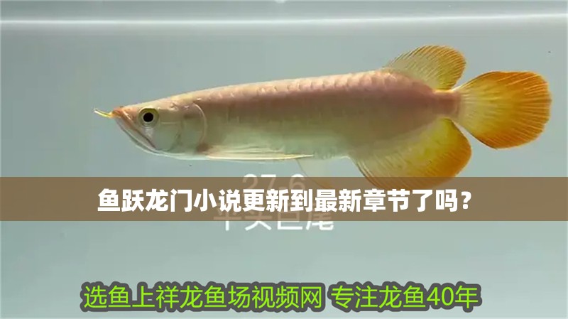 魚躍龍門小說更新到最新章節(jié)了嗎？