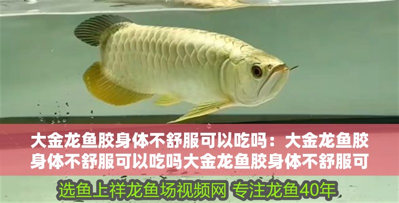 大金龍魚膠身體不舒服可以吃嗎：大金龍魚膠身體不舒服可以吃嗎大金龍魚膠身體不舒服可以吃嗎