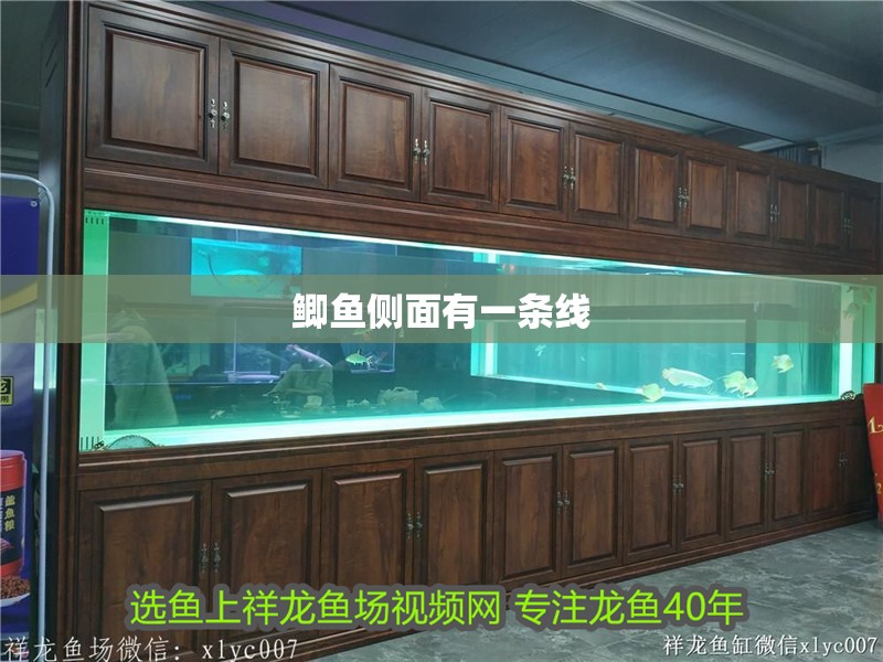 鯽魚側面有一條線