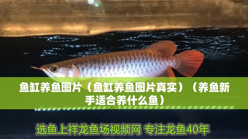 魚缸養魚圖片（魚缸養魚圖片真實）（養魚新手適合養什么魚）