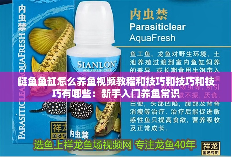 鰱魚魚缸怎么養魚視頻教程和技巧和技巧和技巧有哪些：新手入門養魚常識