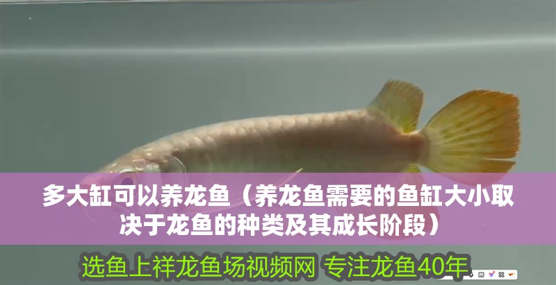 多大缸可以養(yǎng)龍魚（養(yǎng)龍魚需要的魚缸大小取決于龍魚的種類及其成長(zhǎng)階段）