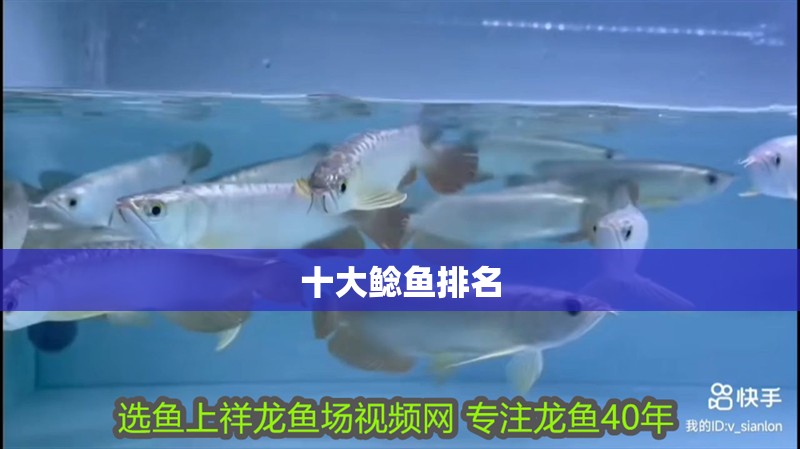 十大鯰魚排名