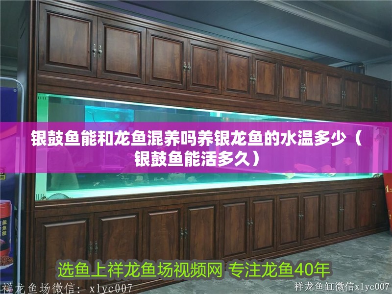 銀鼓魚能和龍魚混養(yǎng)嗎養(yǎng)銀龍魚的水溫多少（銀鼓魚能活多久）