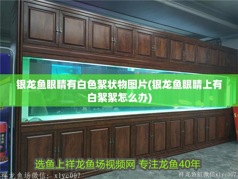 銀龍魚眼睛有白色絮狀物圖片(銀龍魚眼睛上有白絮絮怎么辦)