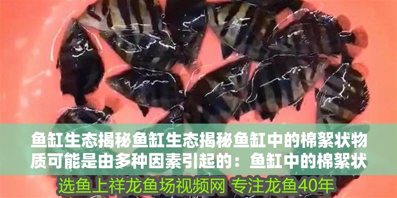 魚缸生態揭秘魚缸生態揭秘魚缸中的棉絮狀物質可能是由多種因素引起的：魚缸中的棉絮狀物質如何處理