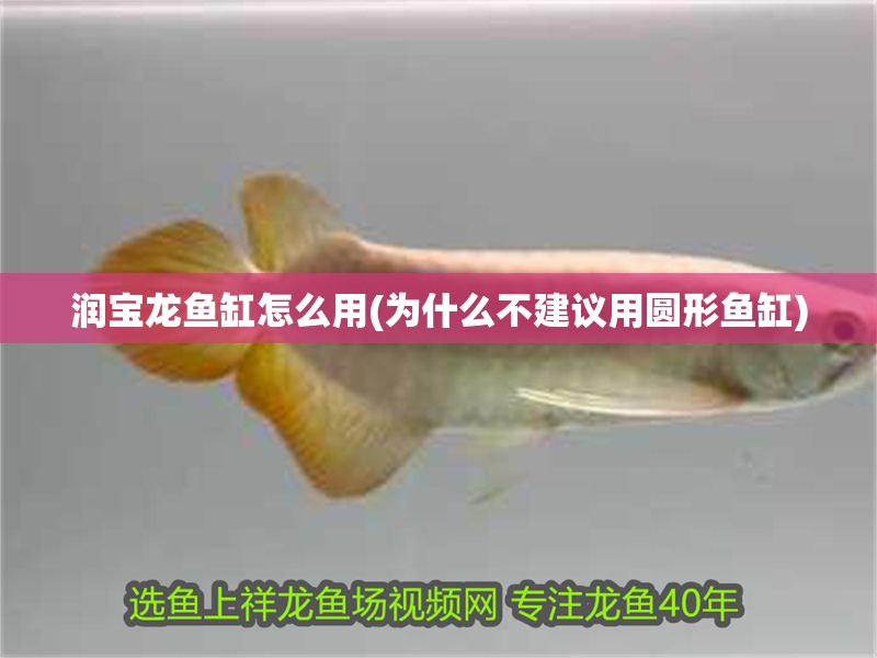 潤寶龍魚缸怎么用(為什么不建議用圓形魚缸) 潤寶龍魚缸怎么用(為什么不建議用圓形魚缸) 元寶鳳凰魚百科 第1張