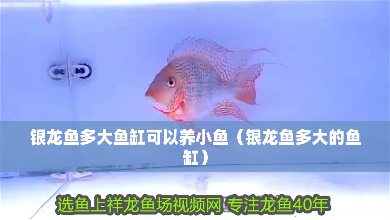 魚缸過濾器選購指南:自制魚缸過濾器魚缸上置過濾器對于養魚愛好者的必備知識 銀龍魚多大魚缸可以養小魚(銀龍魚多大的魚缸) 銀龍魚百科 銀龍魚多大魚缸可以養小魚(銀龍魚多大的魚缸) 銀龍魚多大魚缸可以養小魚(銀龍魚多大的魚缸) 銀龍魚百科