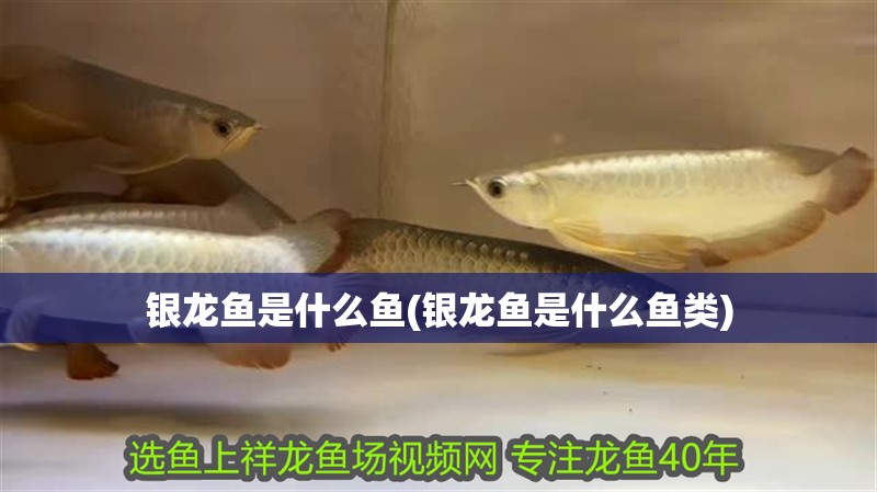 銀龍魚是什么魚(銀龍魚是什么魚類)