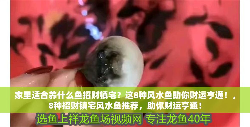家里適合養什么魚招財鎮宅？這8種風水魚助你財運亨通！，8種招財鎮宅風水魚推薦，助你財運亨通！