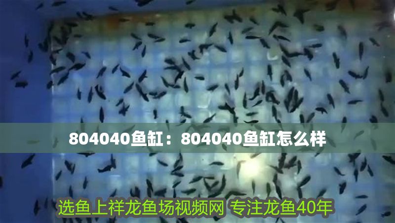 804040魚缸：804040魚缸怎么樣