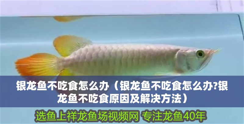 銀龍魚不吃食怎么辦（銀龍魚不吃食怎么辦?銀龍魚不吃食原因及解決方法）